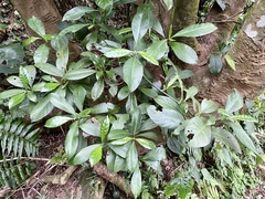 Psychotria manillensis