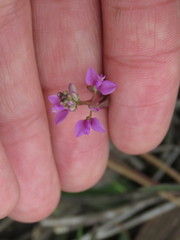 Polygala crenata
