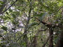 Psychotria manillensis