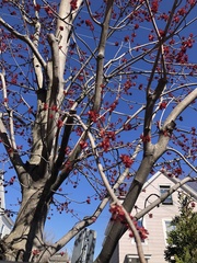 Acer rubrum