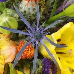 Eryngium hookeri