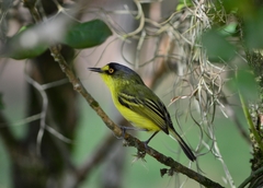 Todirostrum poliocephalum