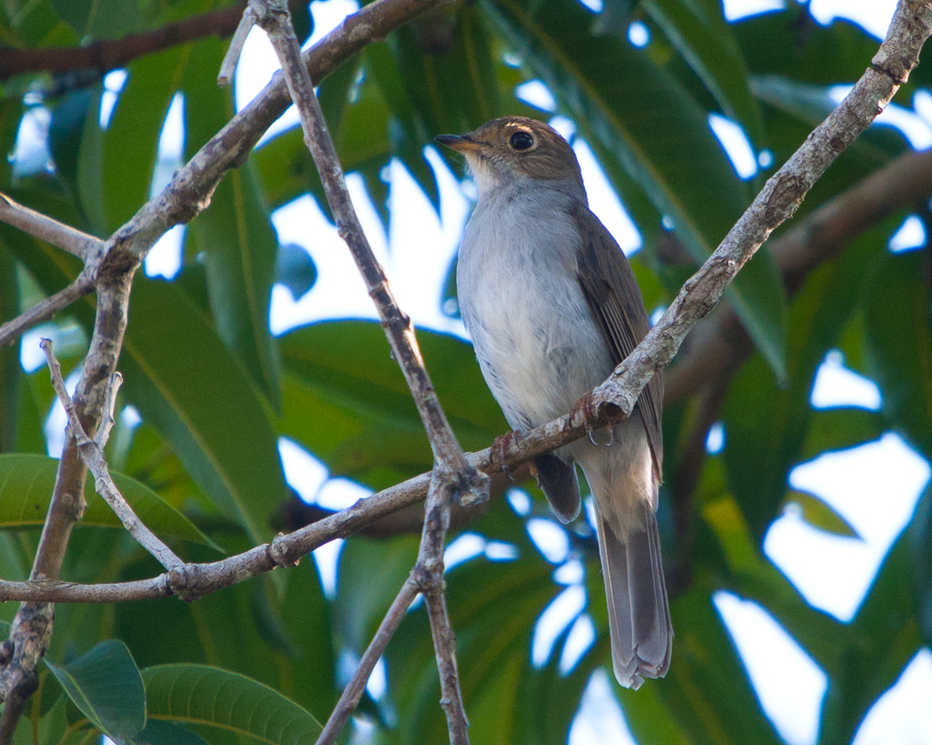 Cuban Solitaire photo