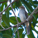 Cuban Solitaire - Photo (c) ColinDJones, some rights reserved (CC BY-NC), uploaded by ColinDJones