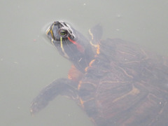 Trachemys scripta elegans