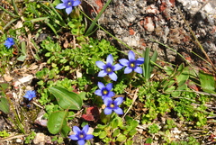Cyananthus incanus