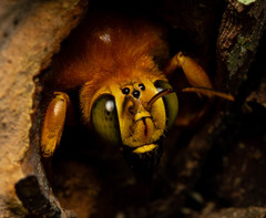 Xylocopa frontalis