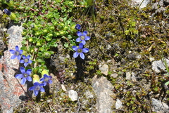 Cyananthus incanus