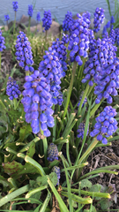 Muscari