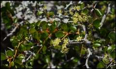 Pseudoziziphus celata