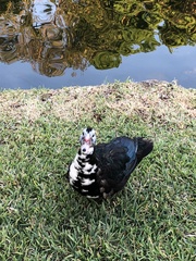 Cairina moschata domestica