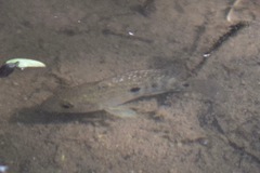 Herichthys carpintis