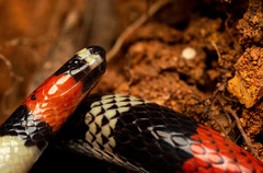 Micrurus lemniscatus