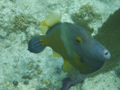 Cantherhines macrocerus