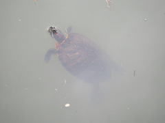 Trachemys scripta elegans