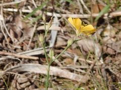 Linum carteri smallii