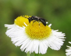 Hylaeus schwarzii