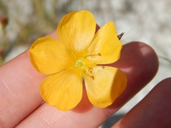 Linum carteri smallii