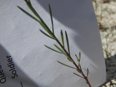 Linum carteri smallii