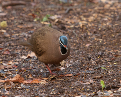 Starnoenas cyanocephala
