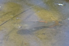 Poecilia mexicana