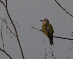 Xiphidiopicus percussus