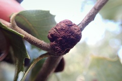 Disholandricus chrysolepidis