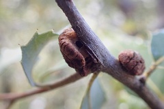 Disholandricus chrysolepidis