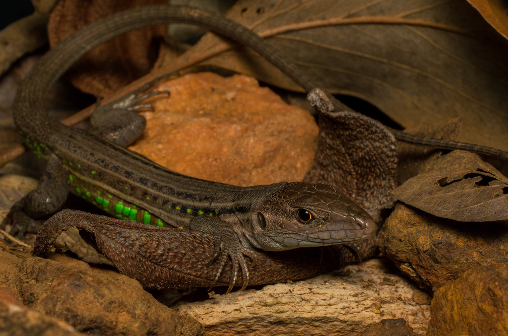 Serra de Cipó Whiptail