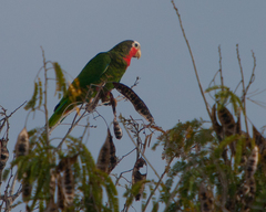 Amazona leucocephala