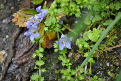 Homocodon pedicellatus