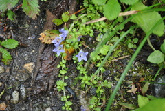 Homocodon pedicellatus