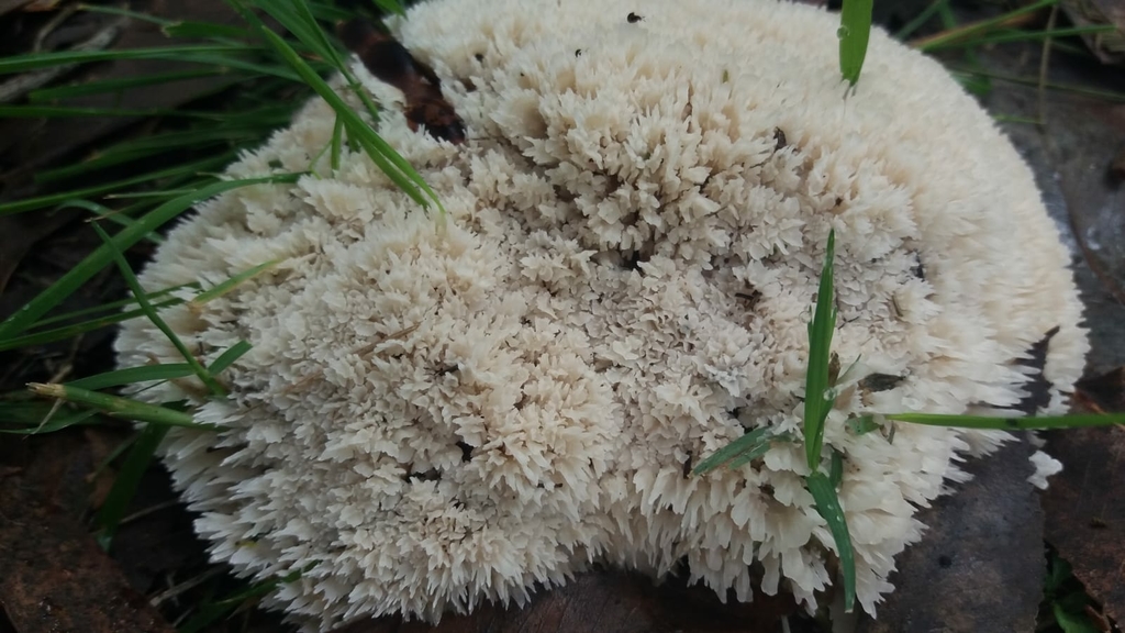 Irpex rosettiformis · March 2021 · photo: © mirmeleon (iNaturalist, cc-by-sa)