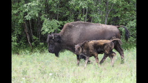 Wood Bison