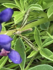 Tipula aspidoptera