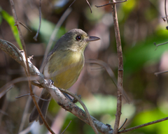 Vireo gundlachii