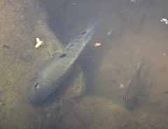 Herichthys carpintis