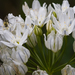 White Brodiaea - Photo (c) M.E. Sanseverino, some rights reserved (CC BY-NC-ND)