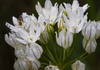 White Brodiaea - Photo (c) M.E. Sanseverino, some rights reserved (CC BY-NC-ND)