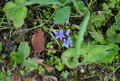 Homocodon pedicellatus