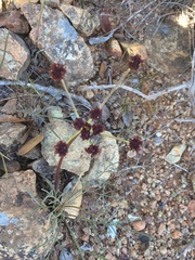 Lomatium marginatum marginatum