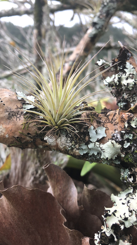 Tillandsia fasciculata, 2021-03-25
