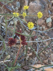 Lomatium marginatum marginatum