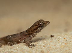 Gonatodes antillensis