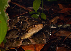 Bothrops moojeni