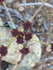 Lomatium marginatum marginatum