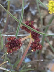 Lomatium marginatum marginatum
