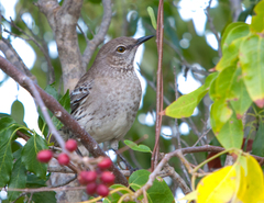Mimus gundlachii