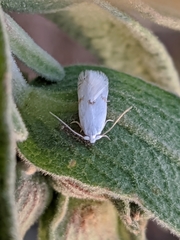 Pseudopostega crepusculella