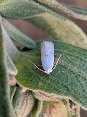 Pseudopostega crepusculella